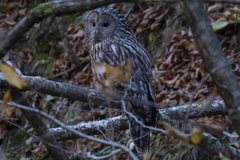 Strix uralensis