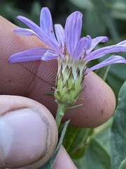 Eucephalus ledophyllus