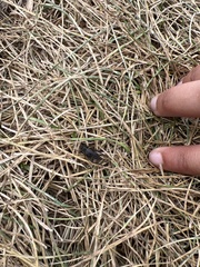 Allonemobius fasciatus