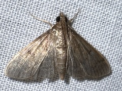 Herpetogramma phaeopteralis