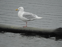 Larus hyperboreus