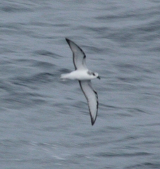 Pterodroma