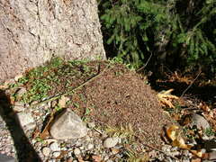 Formica obscuripes