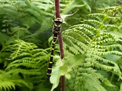 Cordulegaster bidentata