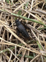 Allonemobius fasciatus