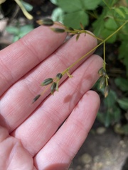 Cryptotaenia canadensis