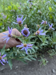 Eucephalus ledophyllus