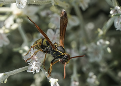 Polistes aurifer