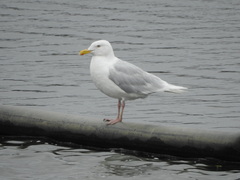 Larus hyperboreus