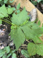 Cryptotaenia canadensis