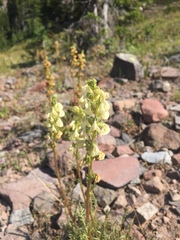 Pedicularis contorta