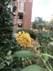Buddleja davidii