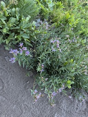 Eucephalus ledophyllus