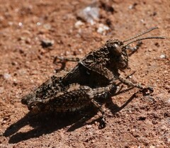 Chrotogonus hemipterus