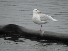 Larus hyperboreus