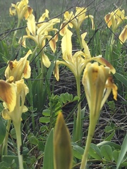 Iris pumila