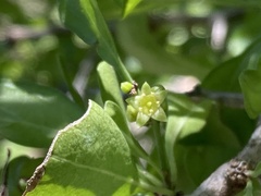 Rhamnaceae