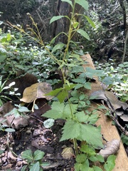 Cryptotaenia canadensis