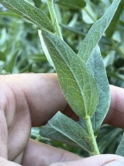 Eucephalus ledophyllus