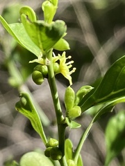 Rhamnaceae