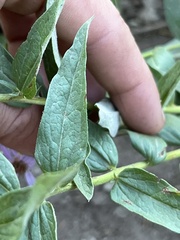 Eucephalus ledophyllus