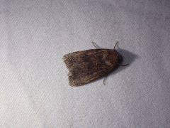 Eriopygini
