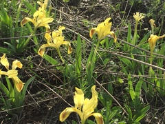 Iris pumila