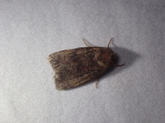 Eriopygini