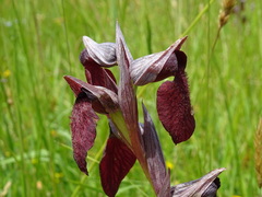 Serapias cordigera