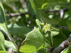 Rhamnaceae