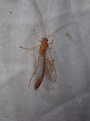 Enicospilus