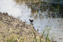 Rallus aquaticus