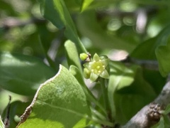 Rhamnaceae