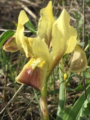 Iris pumila