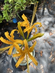 Lycoris aurea