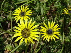 Arctotheca calendula