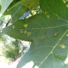 Diaspidiotus liquidambaris