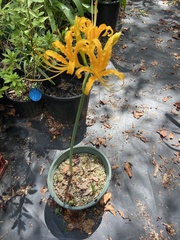 Lycoris aurea