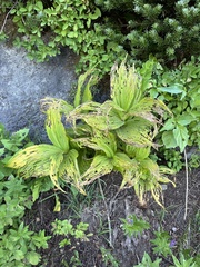 Veratrum