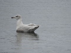 Larus glaucescens × hyperboreus