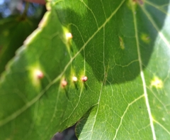 Diaspidiotus liquidambaris