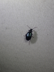 Lebia