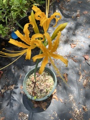 Lycoris aurea