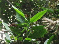 Garcinia
