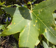 Diaspidiotus liquidambaris