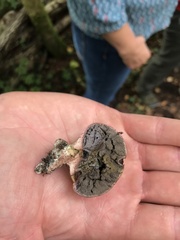 Scleroderma areolatum