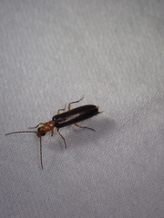 Xanthochroina bicolor