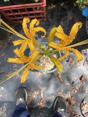 Lycoris aurea