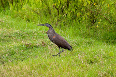 Tigrisoma mexicanum