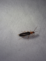 Xanthochroina bicolor